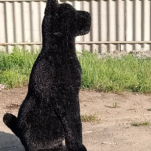 Черная собака